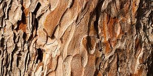 cedar-wood.jpg