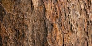 virginia-cedar-wood.jpg