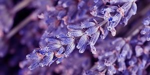 lavender.jpg